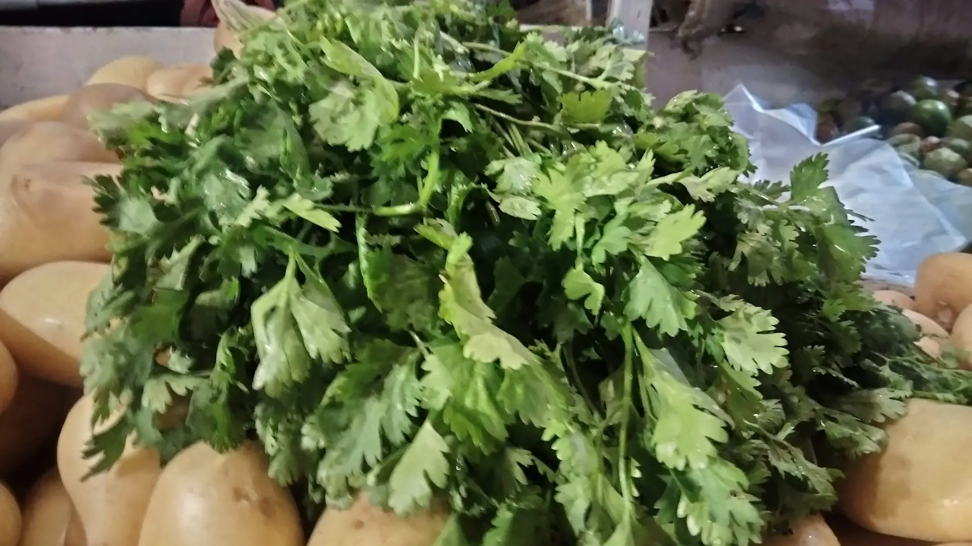 cilantro (1)